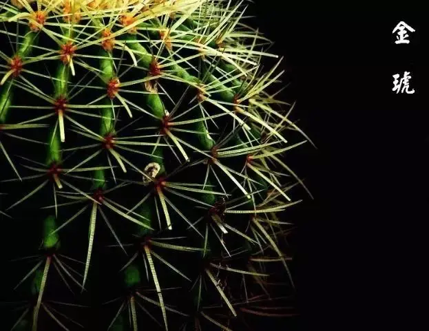 金虎仙人球能放客厅吗-金虎仙人球能否放客厅？这些注意事项你必须知道