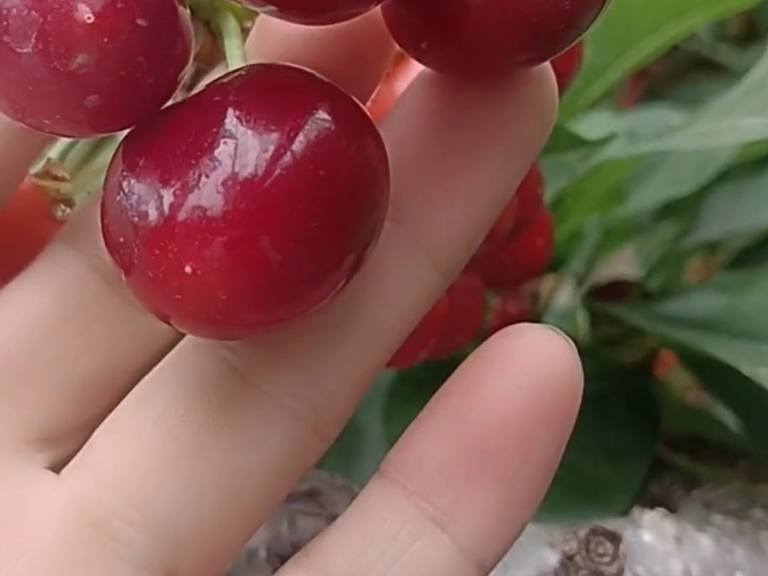 北京泰能酒店管理系统_泰能酒店管理系统的功能_酒店泰能系统前台操作