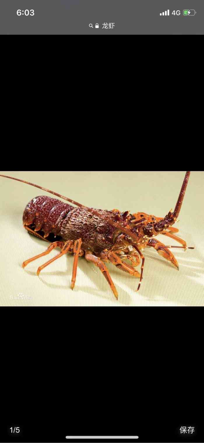 猪肚治胃病偏方 论坛_猪肚治胃炎偏方_猪肚治胃病老偏方帖子