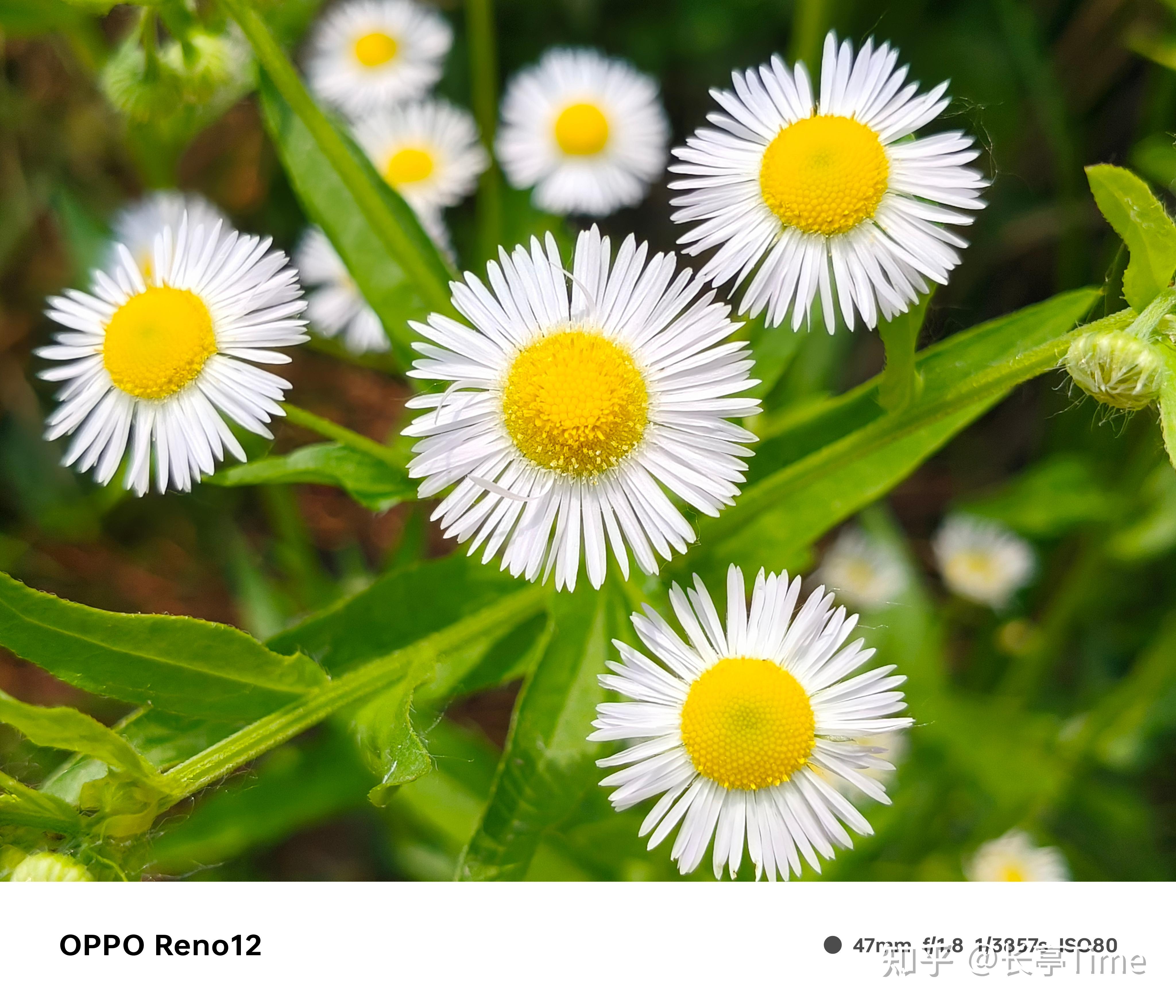 安卓原生系统最新_原生安卓手机系统_原生安卓系统手机2024