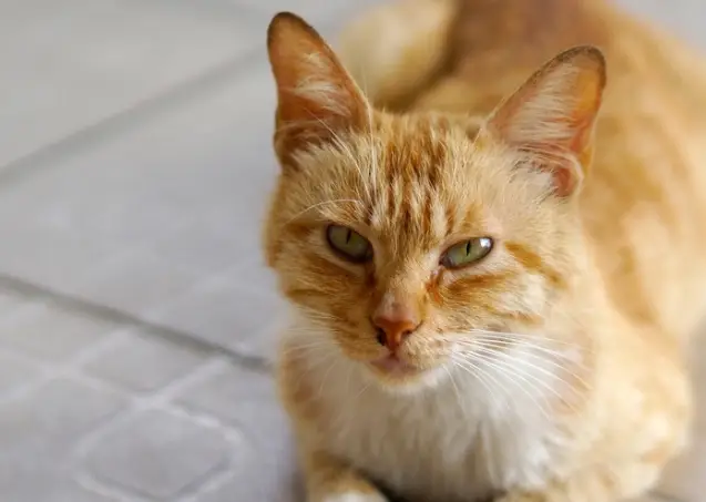 监控系统手机_视频监控手机端_华视智能监控手机端