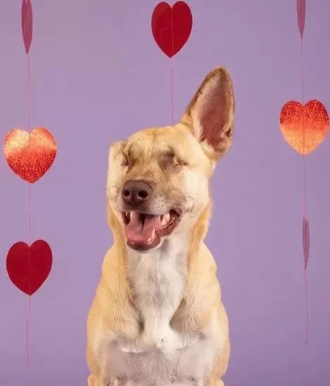 狗狗心肺病_狗狗心肺病怎么办_狗狗心肺病吃什么药