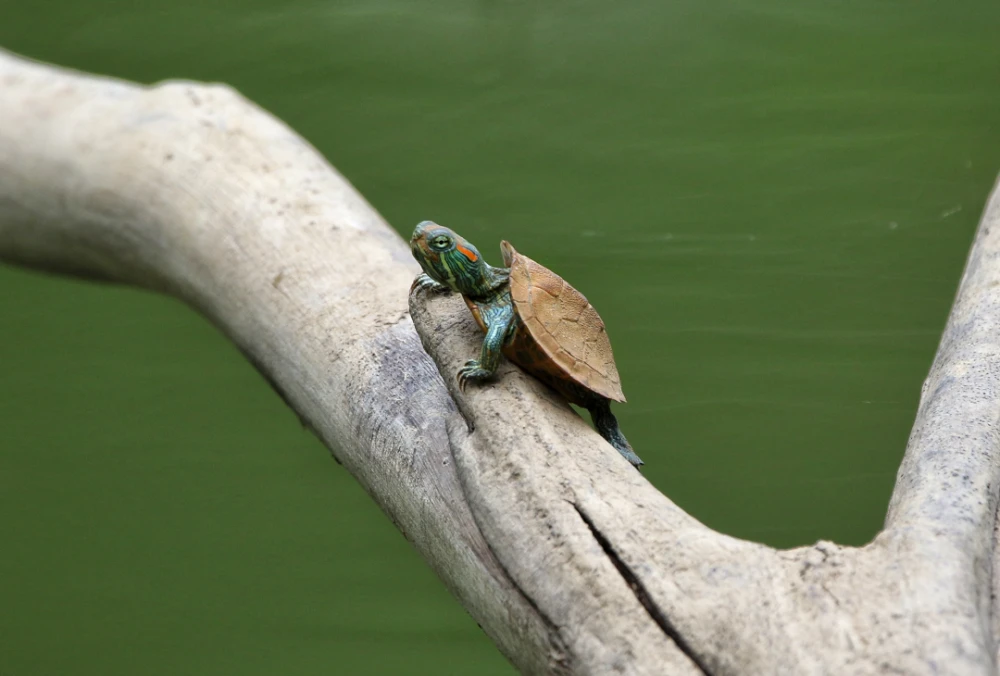 qt 获取slider的值_获取值自动填入_获取值Python