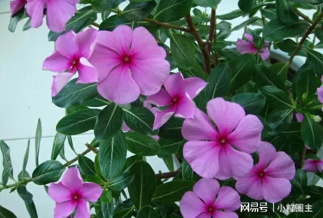 老人防走失智能手环_老人防走失手环哪个好_老人gps防走失手环