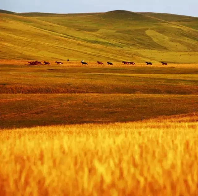 神秘的鄂尔多斯大蜘蛛：草原上的传说与敬畏