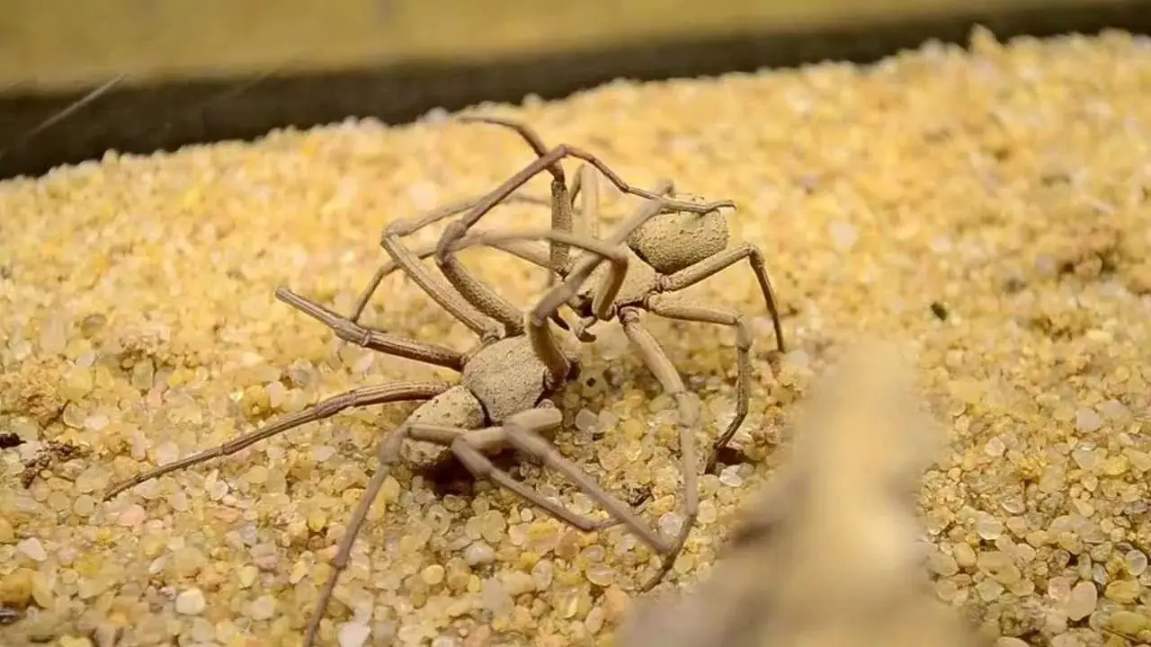 鄂尔多斯大蜘蛛_地平线零之曙光告别任务_口腔张口受限