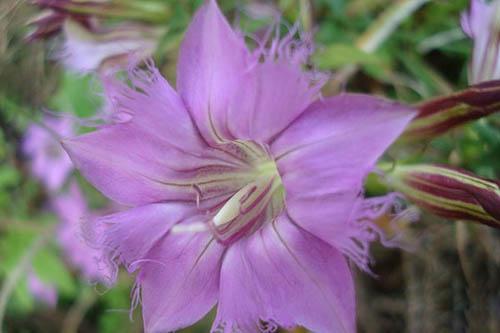 肛瘘挂线手术掉线时间_肛瘘挂线手术多久掉线_肛瘘挂线手术何时紧线