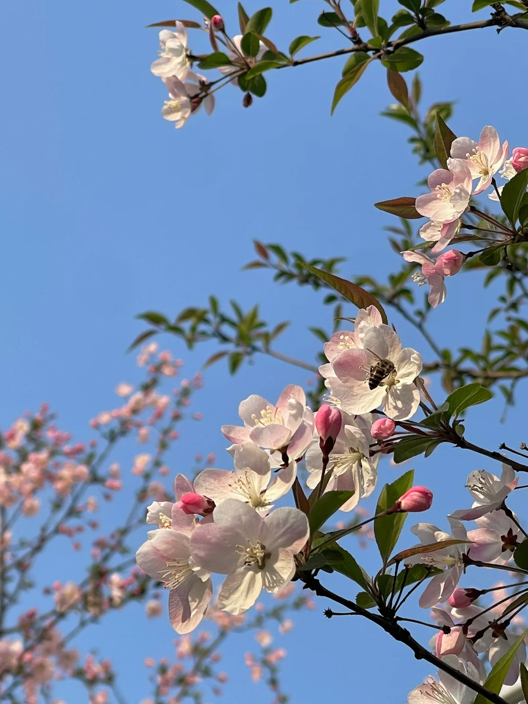 杭州绿云怎么样-杭州绿云：令人心旷神怡的绿色梦境，散步跑步骑车的绝佳胜地