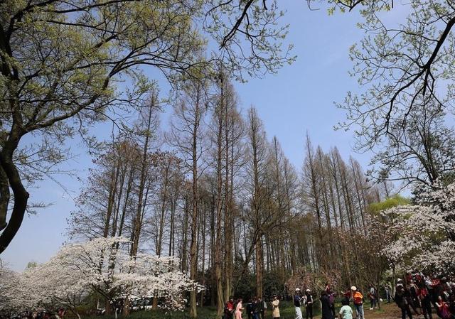 杭州绿云信息技术有限公司_杭州绿云股份有限公司_杭州绿云怎么样