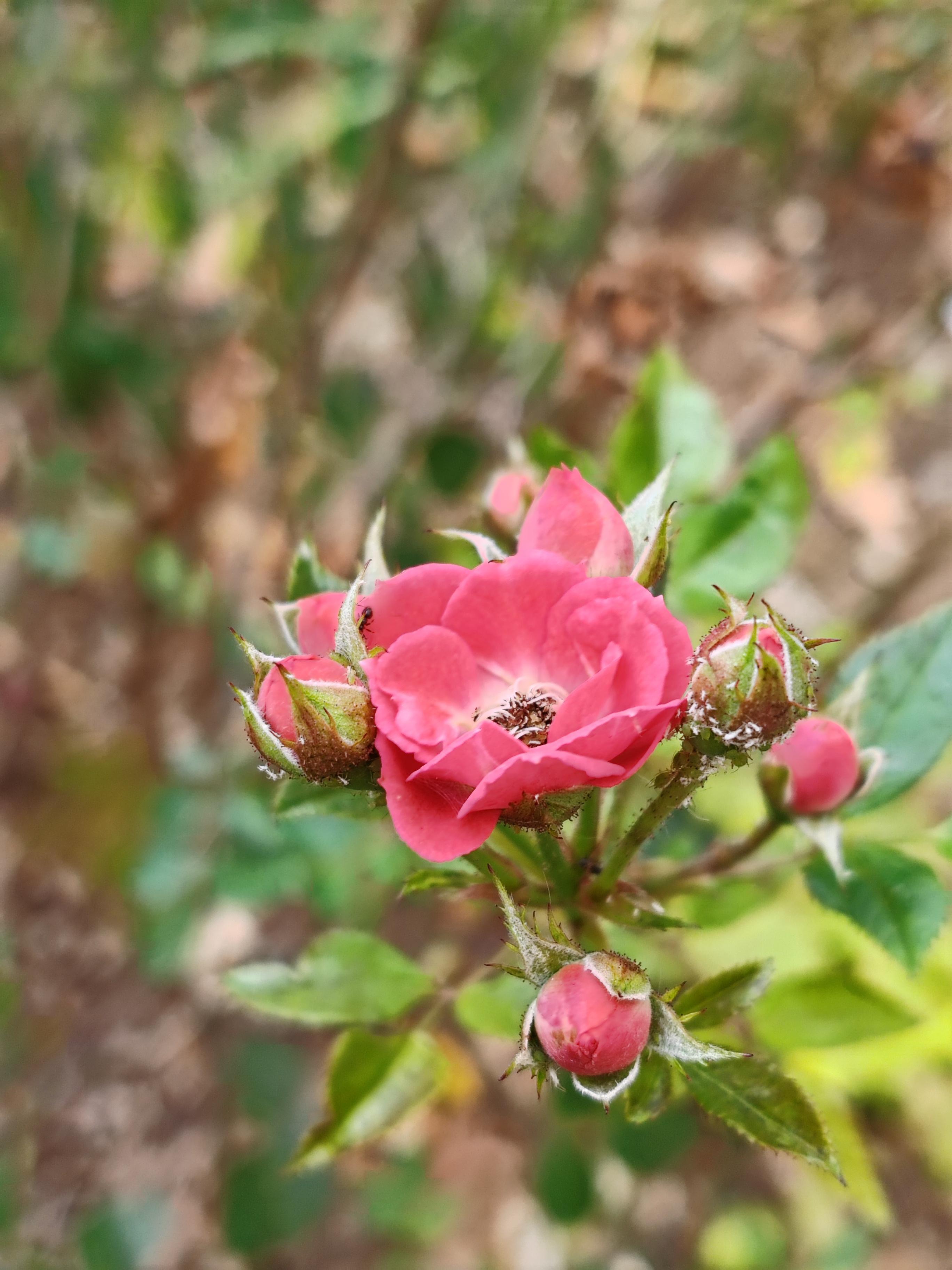 桌面运维常见故障-桌面运维那些让人崩溃的事：电脑蓝屏、打印机罢工、软件故障、病毒攻击