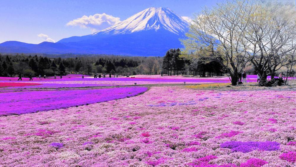 钱云科技是做贷款的吗_钱云科技公司怎么样_绿云系统多少钱