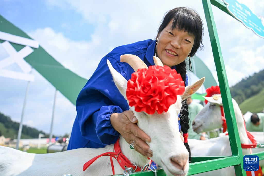 如何养奶山羊_山羊奶好吗_山羊奶养胃吗