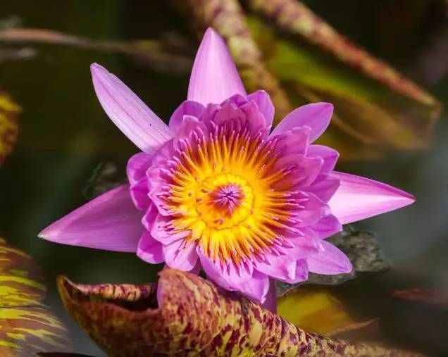 msdn windows7旗舰版_旗舰版windows7的英文_旗舰版windows10