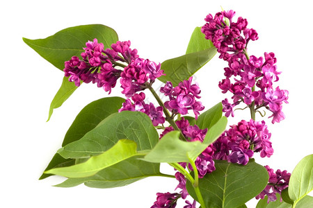 bootp什么意思_bootp和dhcp_bootp server下载