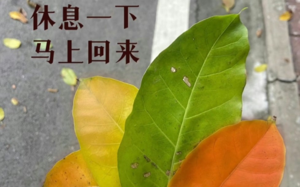 哔哩哔哩是什么-哔哩哔哩——让人又爱又恨的宝藏视频网站