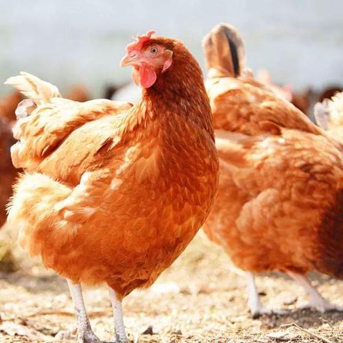 大便失禁肛门皮肤破溃的护理_慰安妇肛门撕裂大便失禁_肛门因大便撕裂出血怎么办