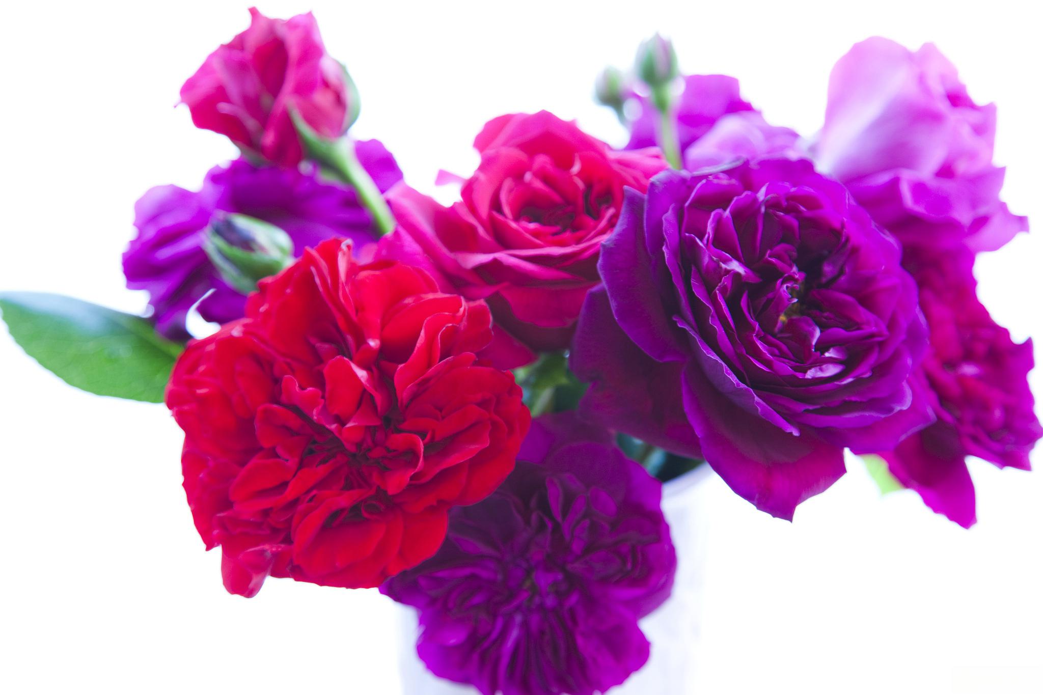 redflags歌曲_REDFLAG翻译_redflag