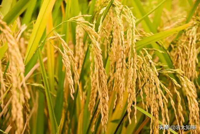 ios应用包安装_oracle10glinux安装包_飞机中文包安装