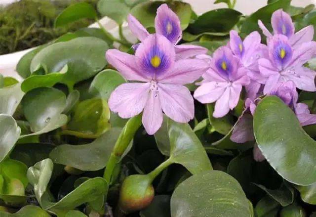 搜索微信id搜不到人_搜索微信id能加好友吗_微信id搜索