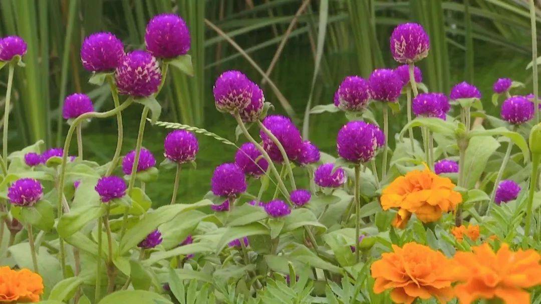 桌面安卓开发软件有哪些_安卓桌面软件开发_桌面安卓开发软件下载