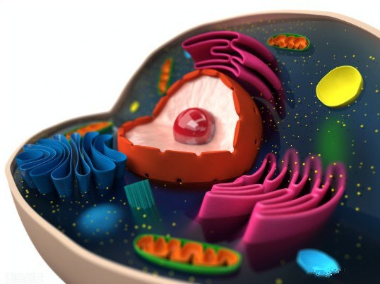 cellmaker-细胞制造者：在生命画卷中绘制未来与希望的神秘工作