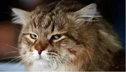 sqlbrowser.exe_sqlbrowser.exe_sqlbrowser.exe