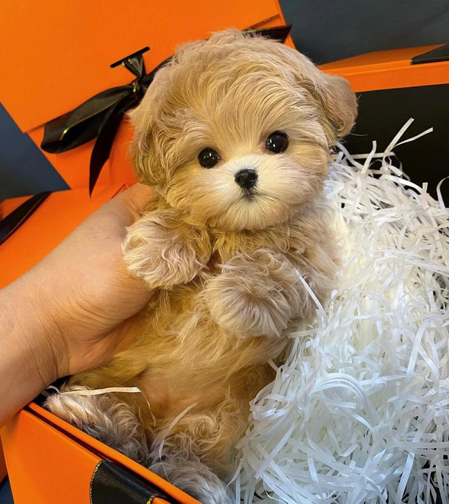 lanmp wdcp_lanmp wdcp_lanmp wdcp