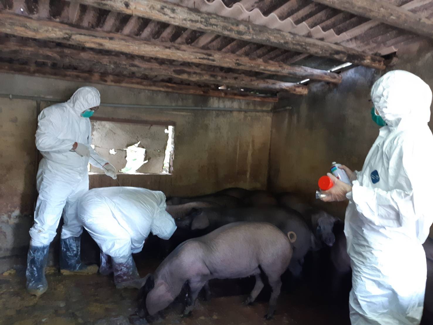 杀死病毒_杀犇牛病毒_杀死病毒的药物叫什么