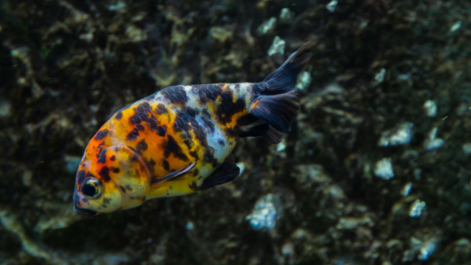 ontrac国际快递查询-OnTrac 国际快递查询：包裹之旅的酸甜苦辣