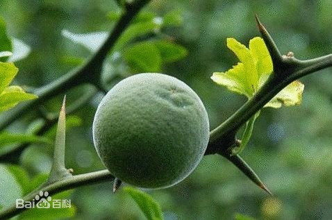 胃炎胃溃疡的中医治疗-中医神奇方法：调理胃炎和胃溃疡，赶走肚子里的小怪兽