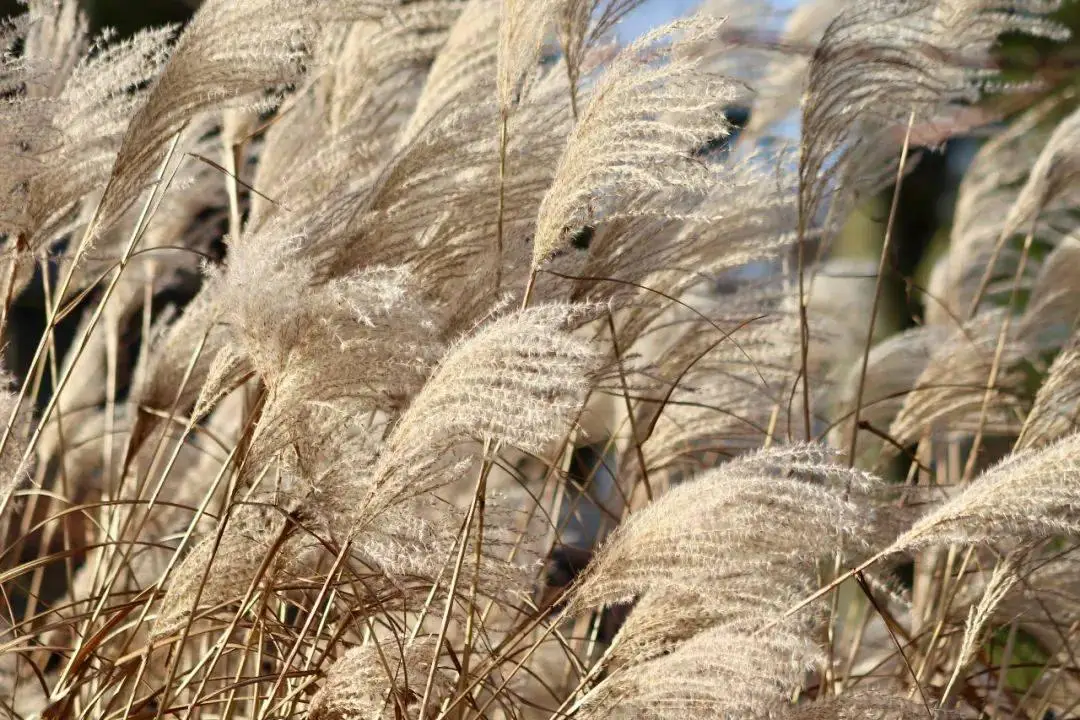 opensuse 切换桌面_切换桌面快捷键_切换桌面图标