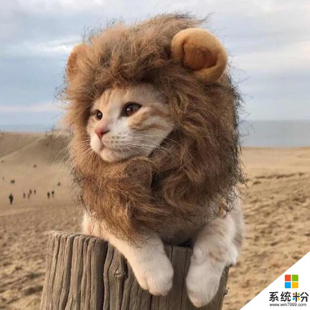 下列哪些是多媒体操作系统-多媒体操作系统大揭秘：Windows、MacOSX 和 Linux 谁更胜