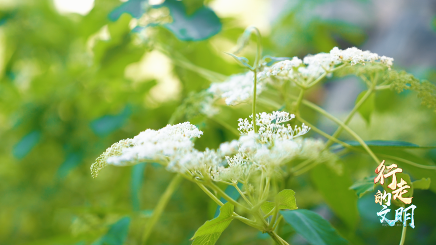 济南省份证号大全-济南身份证号背后的故事：探索数字世界中的历史与文化