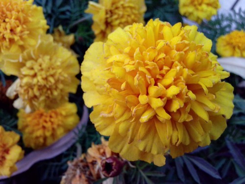 杜比版本和imax有什么区别_杜比版本怎么打开_杜比win8版本