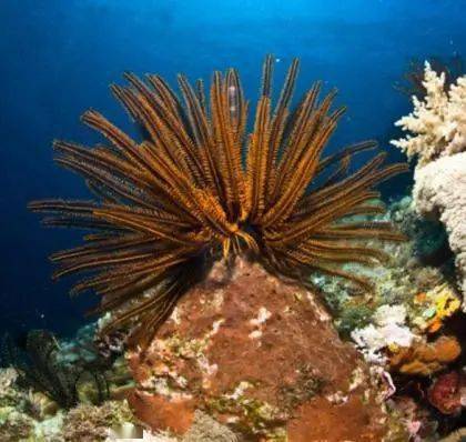 dllmsgina.dll_report.dll_report.dll丢失