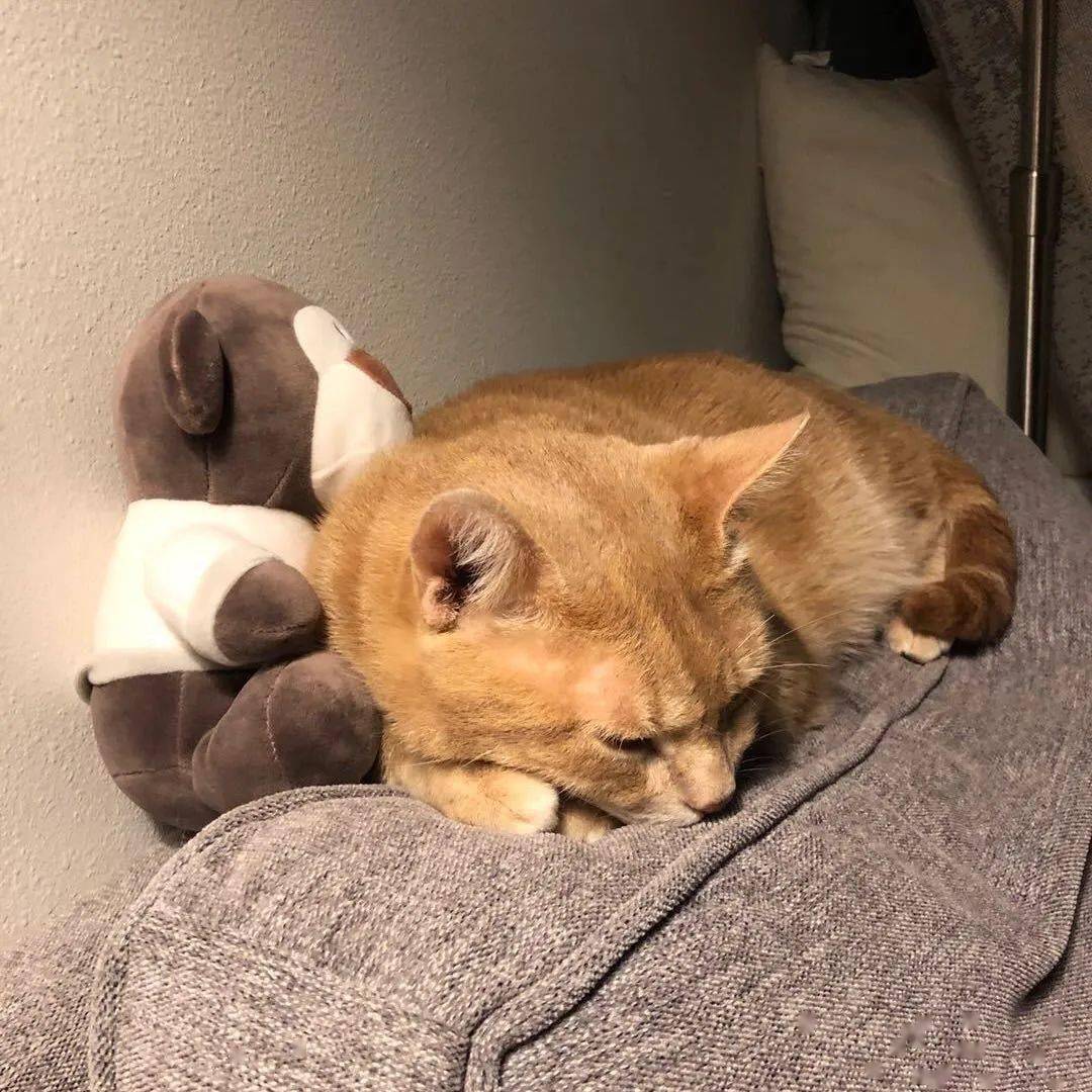 report.dll_dllmsgina.dll_report.dll丢失