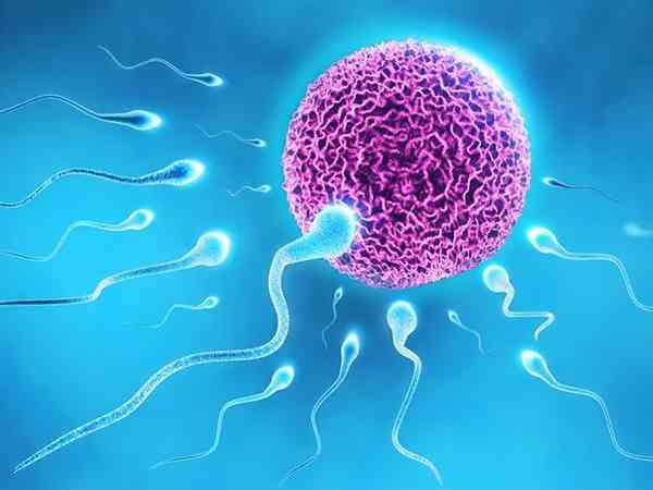 春季做人工授精成功率_人功授精好吗_人工授精成功率和什么有关