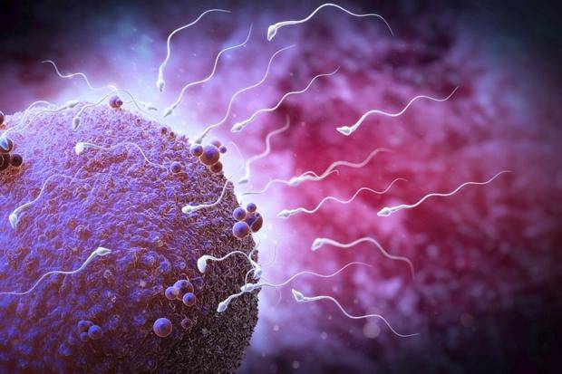 人功授精好吗_人工授精成功率和什么有关_春季做人工授精成功率