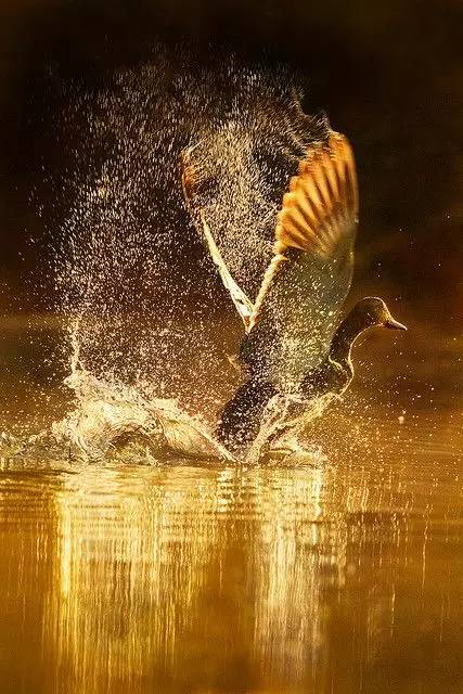 adobe breeze_adobe breeze_adobe breeze