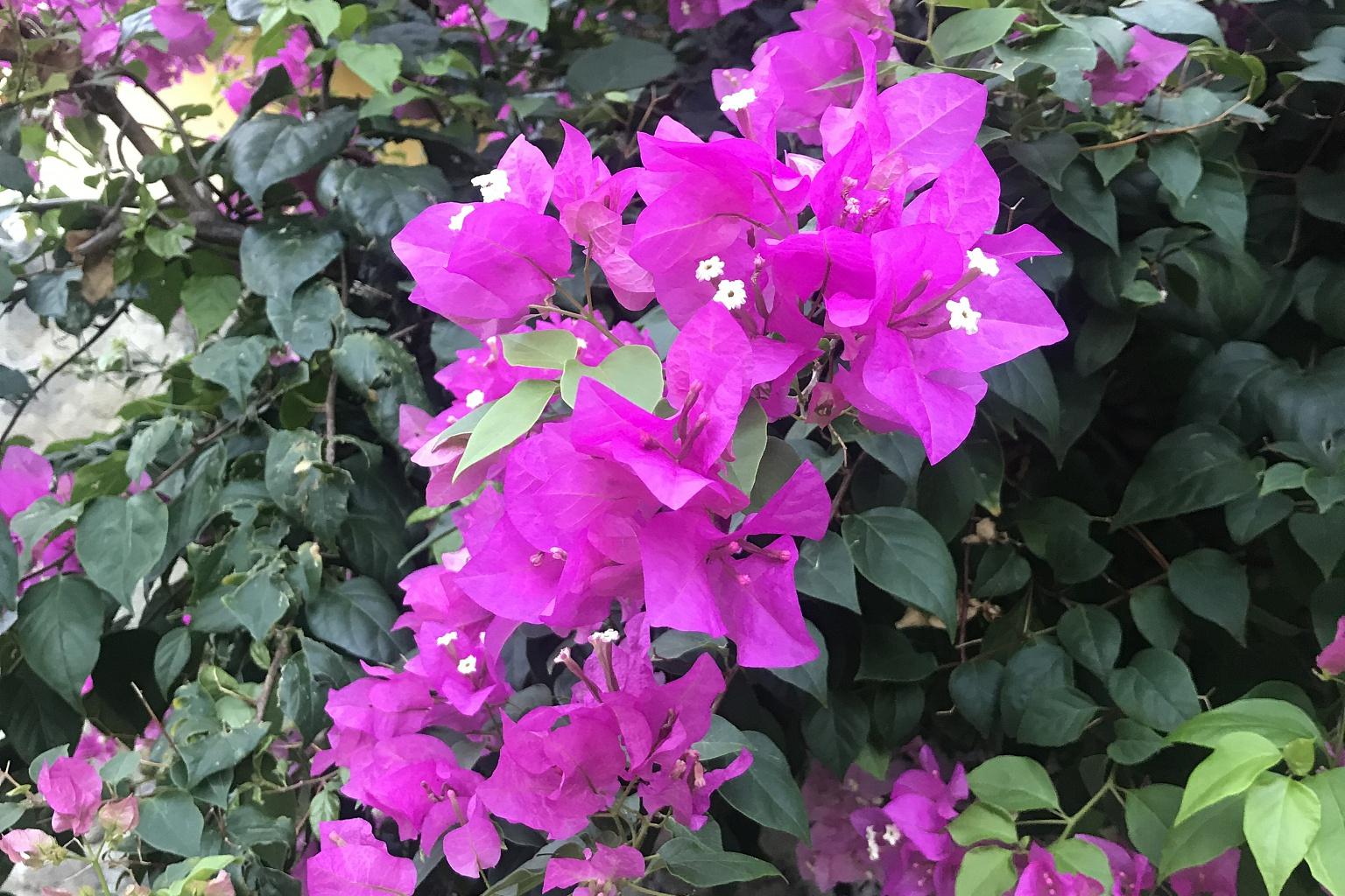 悸安冲剂：快节奏生活中的心灵守护者，带来宁静与安心