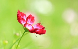 雨林木风pe一键装机教程_雨林木风在线重装系统_雨林木风装机版在线