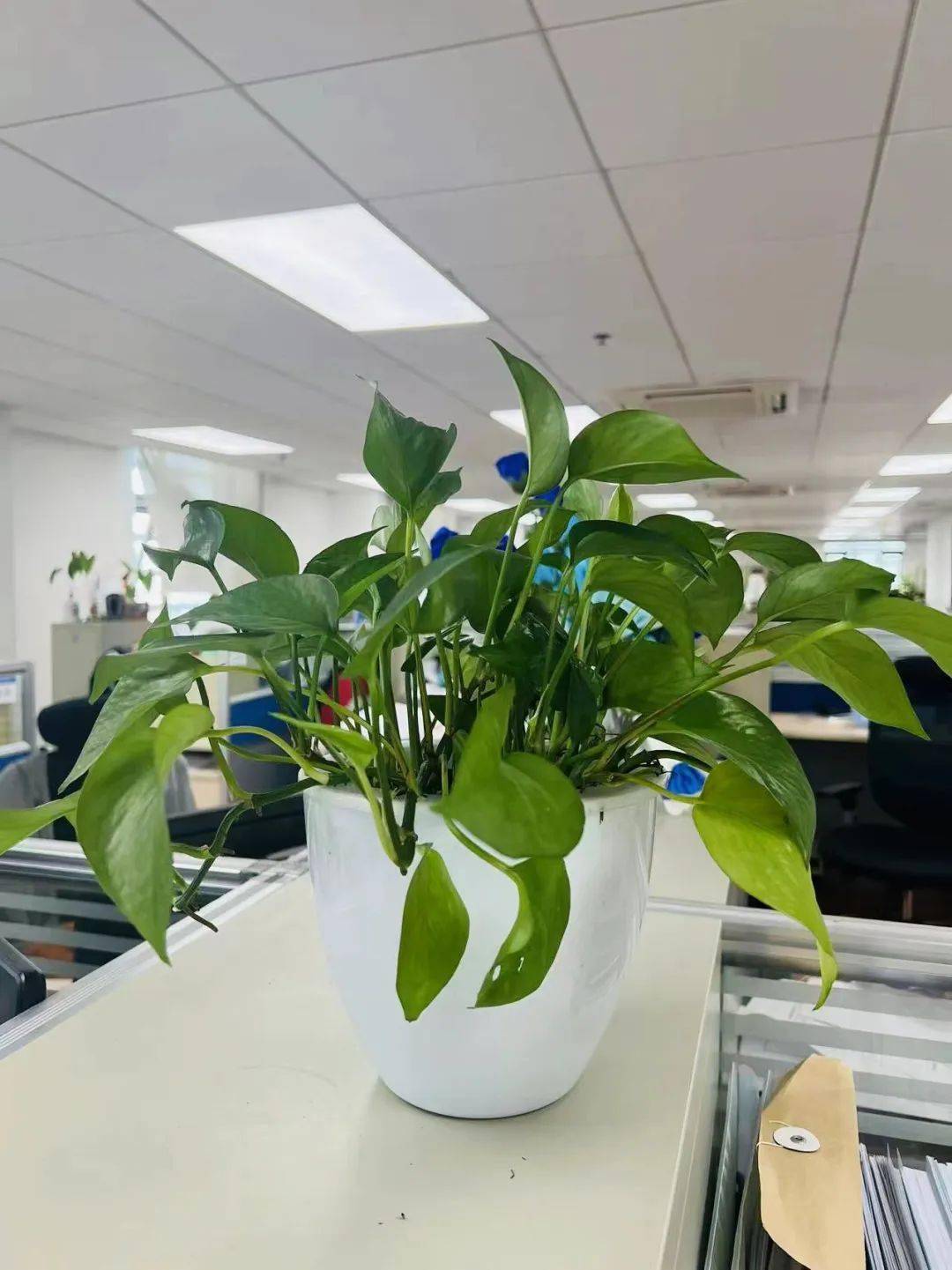 电脑进程运行太大-电脑运行慢如蜗牛？别急，这几个方法让它重焕生机