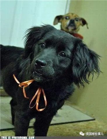 thunderservice.exe_thunderservice.exe_thunderservice.exe