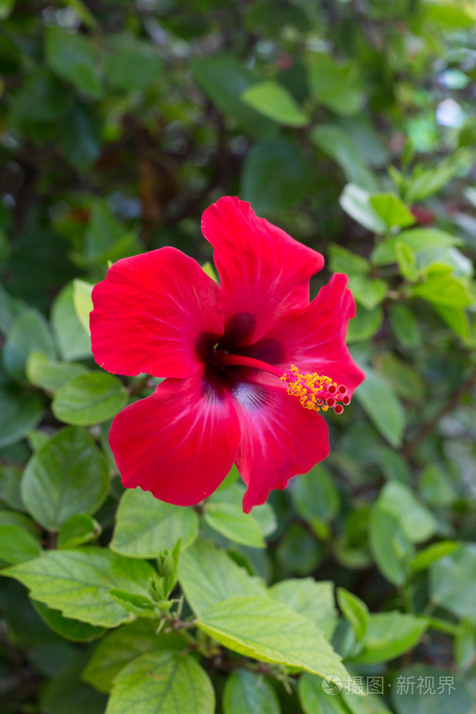 重装笔记本神舟电脑系统还原_重装笔记本神舟电脑系统怎么装_神舟k4笔记本电脑系统怎么重装