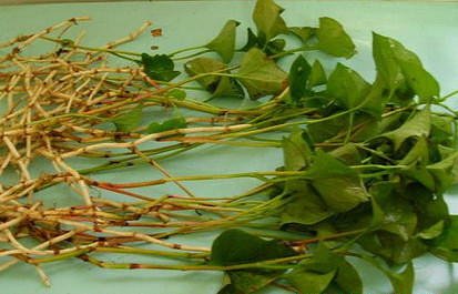 头疼汤_头疼汤水_头疼汤热水会好的怎么回事