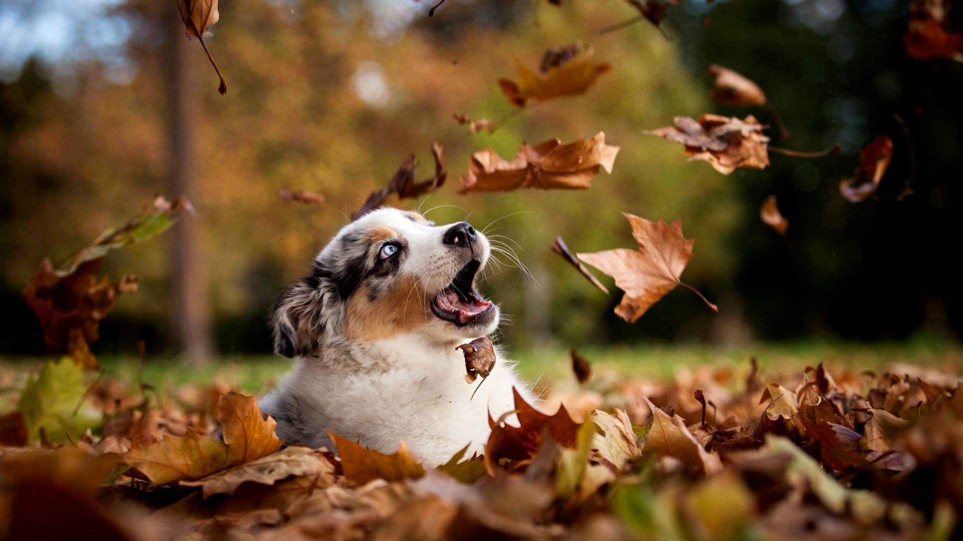 ghost xp win7 win8-GhostXP、Win7 和 Win8：那些年让我们又爱又恨的
