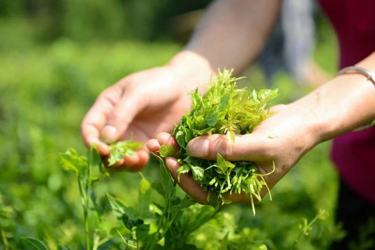 身份证号码真假查询-身份证号码竟有假？如何保障个人信息安全？