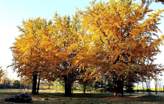 格式化能恢复后文件吗_格式化后能恢复吗_格式化恢复后的照片花了