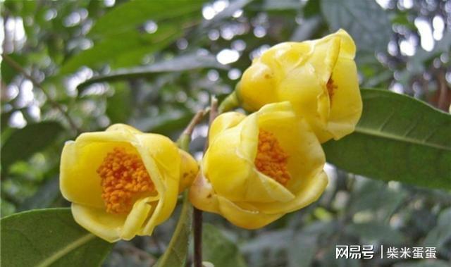 格式化后能恢复吗_格式化能恢复后文件吗_格式化恢复后的照片花了