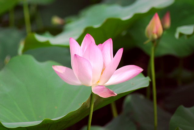 nukex 和nuke studio_nukex 和nuke studio_nukex 和nuke studio